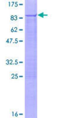 SDS-Page: Recombinant Human PNK Protein [H00011284-P01] - 12.5% SDS-PAGE Stained with Coomassie Blue.
