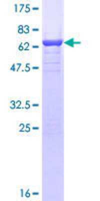 Other Recombinant Human TWF2 GST (N-Term) Protein