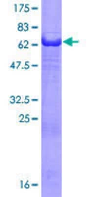 Other Recombinant Human PHLDA1 GST (N-Term) Protein