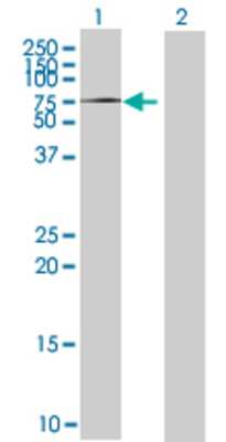Lane 1: MTF2 transfected lysate (59.07 KDa) Lane 2: Non-transfected lysate.