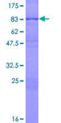 Recombinant Human DLGAP4 Protein [H00022839-P01] - 12.5% SDS-PAGE Stained with Coomassie Blue.