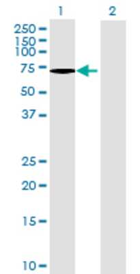 Lane 1: ARSG transfected lysate (57.86 KDa) Lane 2: Non-transfected lysate.