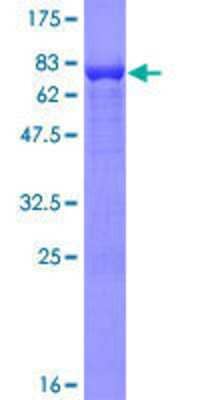 Other Recombinant Human RIPX GST (N-Term) Protein