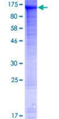 Other Recombinant Human WDR47 GST (N-Term) Protein