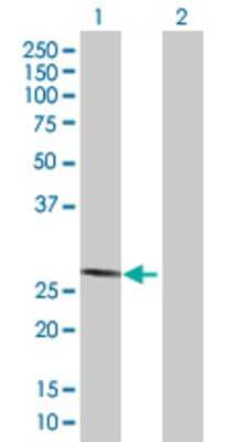 Lane 1: SAMD4A transfected lysate (27.28 KDa) Lane 2: Non-transfected lysate.