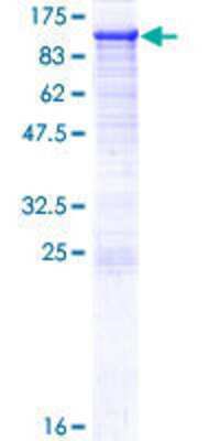 Other Recombinant Human PDXDC1 GST (N-Term) Protein