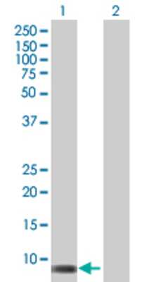 Lane 1: PDS5B transfected lysate (14.1 KDa) Lane 2: Non-transfected lysate.