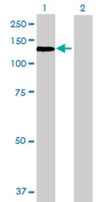Lane 1: ZHX3 transfected lysate (106.7 KDa) Lane 2: Non-transfected lysate.