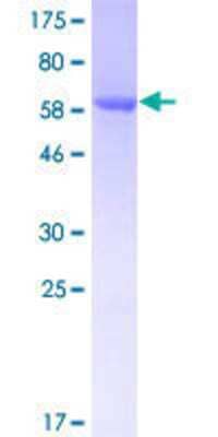 Other Recombinant Human CLUAP1 GST (N-Term) Protein