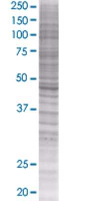 WAPAL transfected lysate.