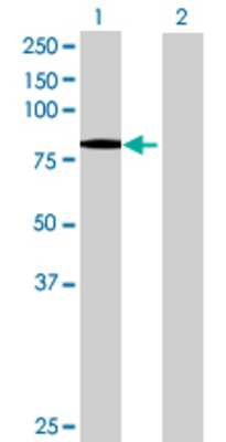 Lane 1: NCDN transfected lysate (80.3 KDa) Lane 2: Non-transfected lysate.