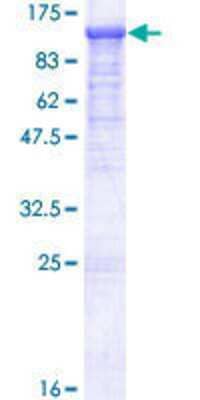 Other Recombinant Human EFR3A GST (N-Term) Protein