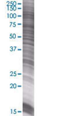 RGL1 transfected lysate.