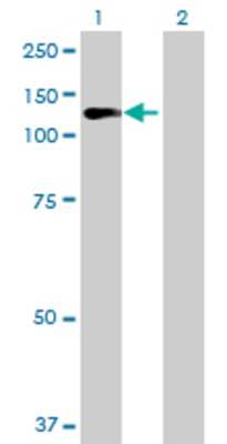 Lane 1: RGL1 transfected lysate (88.44 KDa) Lane 2: Non-transfected lysate.