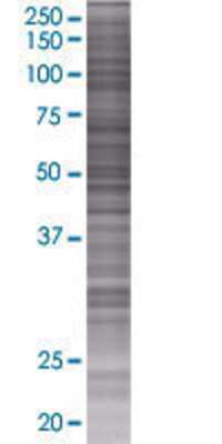 UBXD8 transfected lysate.