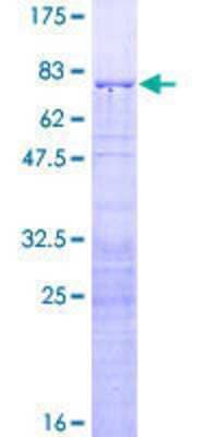 SDS-Page: Recombinant Human RRS1 Protein [H00023212-P01] - 12.5% SDS-PAGE Stained with Coomassie Blue.
