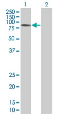Lane 1: RHOBTB2 transfected lysate (82.6 KDa). Lane 2: Non-transfected lysate.