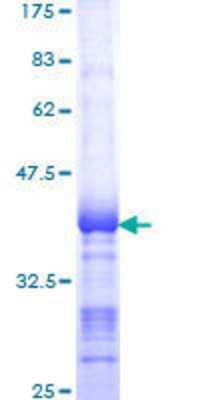 SDS-Page: Recombinant Human SNF1LK2/SIK2 Protein [H00023235-Q01] - 12.5% SDS-PAGE Stained with Coomassie Blue.