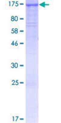 Other Recombinant Human PACS2 GST (N-Term) Protein
