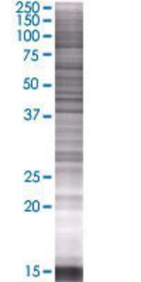 KIAA0774 transfected lysate.