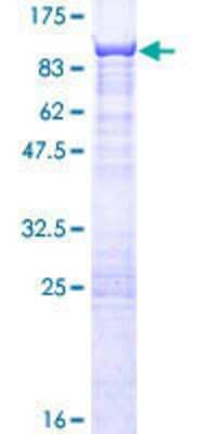 Other Recombinant Human CSTF2T GST (N-Term) Protein