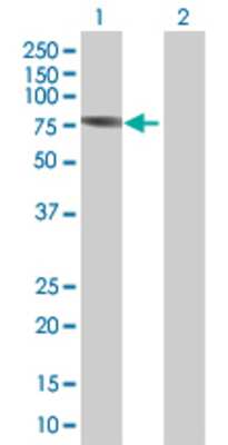 Lane 1: ANKS1 transfected lysate (51.3 KDa) Lane 2: Non-transfected lysate.