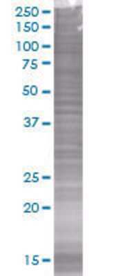 UNC84A transfected lysate