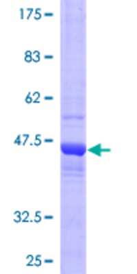 SDS-Page: Recombinant Human COMMD3 Protein [H00023412-P01] - 12.5% SDS-PAGE Stained with Coomassie Blue.