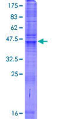 Other Recombinant Human SLC35A3 GST (N-Term) Protein