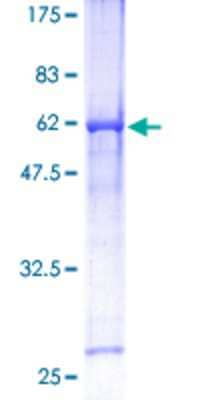 SDS-Page: Recombinant Human HEY1 Protein [H00023462-P01] - 12.5% SDS-PAGE Stained with Coomassie Blue.