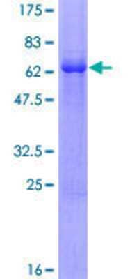 SDS-Page: Recombinant Human HEY2 Protein [H00023493-P01] - 12.5% SDS-PAGE Stained with Coomassie Blue.