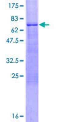 SDS-Page: Recombinant Human SEC14L2 Protein [H00023541-P01] - 12.5% SDS-PAGE Stained with Coomassie Blue.