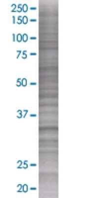 ZNF346 transfected lysate