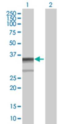 Lane 1: ZNF346 transfected lysate (32.9 KDa). Lane 2: Non-transfected lysate.