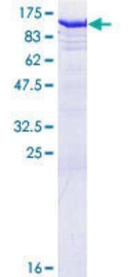 Other Recombinant Human GSPT2 GST (N-Term) Protein