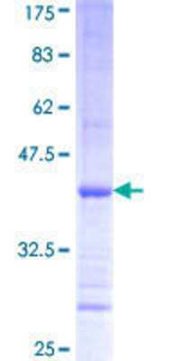 SDS-Page: Recombinant Human PISD Protein [H00023761-Q01] - 12.5% SDS-PAGE Stained with Coomassie Blue.