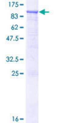 Other Recombinant Human RASGRP3 GST (N-Term) Protein