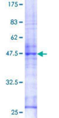 Other Recombinant Human RAB26 GST (N-Term) Protein