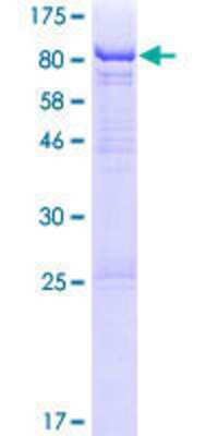 Other Recombinant Human THUMPD3 GST (N-Term) Protein