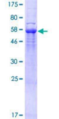 Other Recombinant Human SEC31B GST (N-Term) Protein