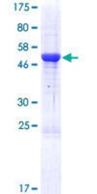 Other Recombinant Human TMEM98 GST (N-Term) Protein