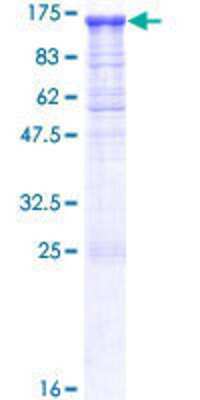 Other Recombinant Human PCDHGA12 GST (N-Term) Protein