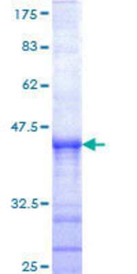 SDS-Page: Recombinant Human SENP6 Protein [H00026054-Q01] - 12.5% SDS-PAGE Stained with Coomassie Blue.