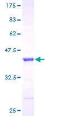 Other Recombinant Human GGA1 GST (N-Term) Protein