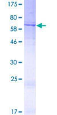 SDS-Page: Recombinant Human DCAF4 Protein [H00026094-P01] - 12.5% SDS-PAGE Stained with Coomassie Blue.