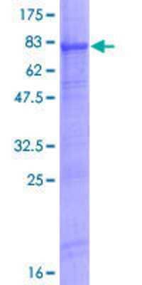 Other Recombinant Human WIPI2 GST (N-Term) Protein