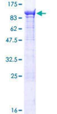 SDS-PAGE Recombinant Human KIF1-binding protein GST (N-Term) Protein