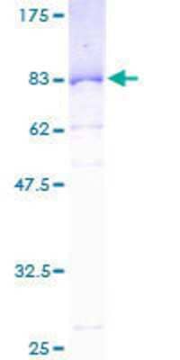 SDS-PAGE Recombinant Human SERBP1 GST (N-Term) Protein