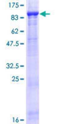 Other Recombinant Human FBXL5 GST (N-Term) Protein