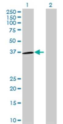 Lane 1: OR5H1 transfected lysate (34.54 KDa) Lane 2: Non-transfected lysate.